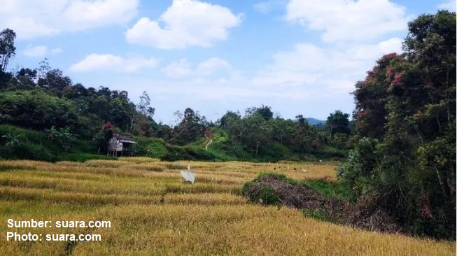 akibat cuaca panas ekstrem 